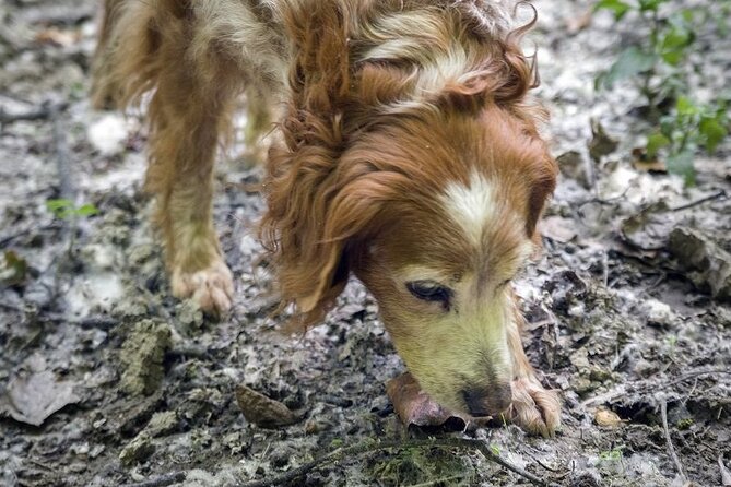 Truffle Hunt and Barolo Wine Tasting - Exploring the Langhe-Roero Region