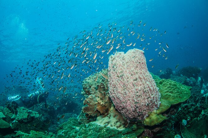 Try Scuba Diving 2 Dives Bang Bao - Participant Limitations and Requirements