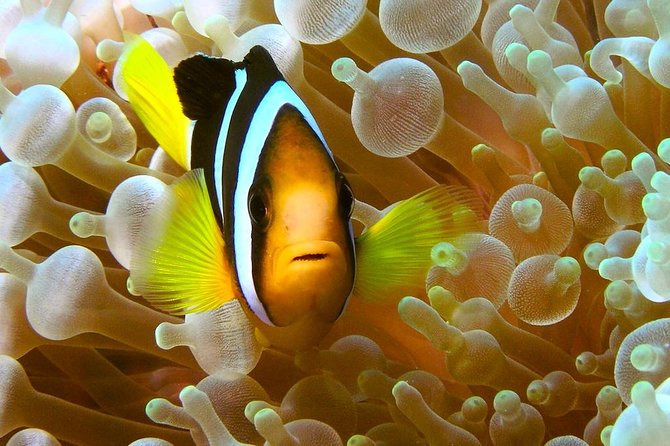 Try Scuba Diving - Pricing and Discounts Available