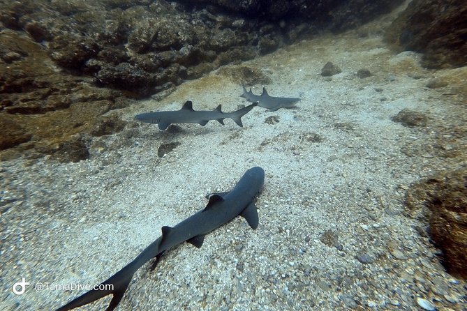 Try Scuba Diving / Basic Diver - Meeting Point and Pickup