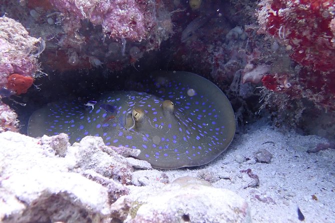 TRY SCUBA (Non Diver) - Meeting and Pickup Details