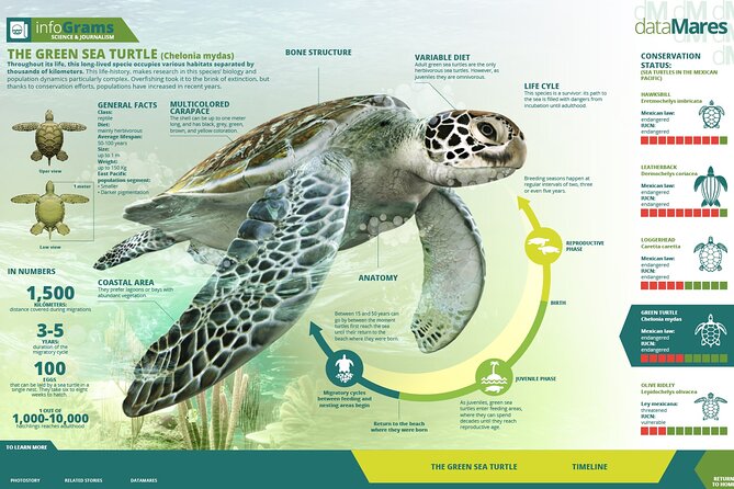 Turtle Nesting Night Tour in Tortuguero - Guest Experiences