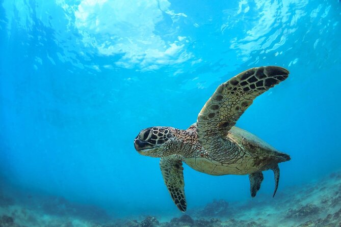 Turtle Reef Kayak Tour of Makena, Maui - Wildlife Encounters