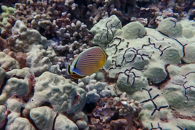 Turtle Town Clear Kayak & Snorkel Tour (7am-10am) - Safety and Restrictions