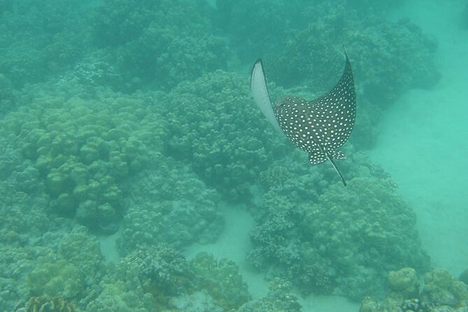 Two Stop Snorkel and Shipwreck From Dockyard - Participant Feedback and Reviews