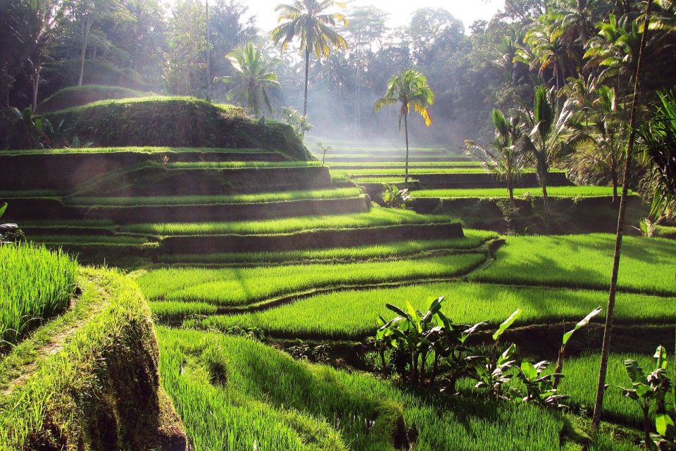 Ubud Monkey Forest, Waterfall, Temple and Rice Terrace Tour - Ubud Monkey Forest