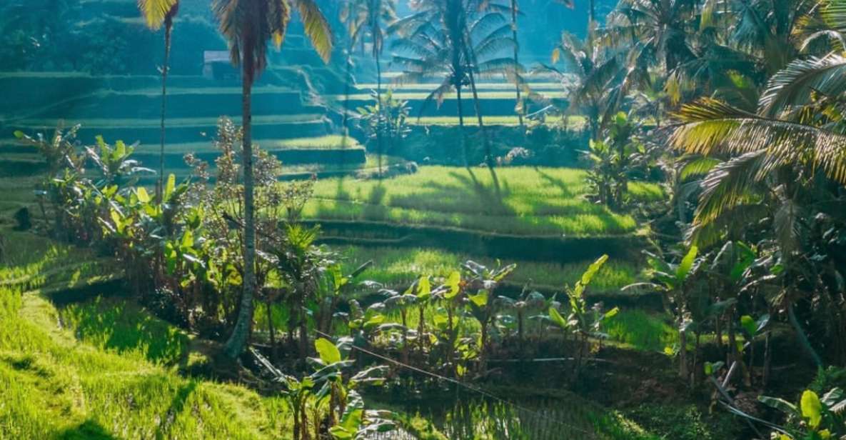 Ubud: Rice Terrace, Monkey Forest, & Waterfall Private Tour - Key Highlights