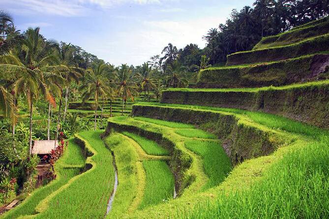 Ubud Tour - Best of Ubud Private Tour With Guide - All Inclusive - Meeting and Pickup