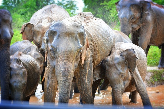 Udawalawe National Park | 3 Hours Safari Tour (Jeep Only) - Wildlife Encounter Highlights