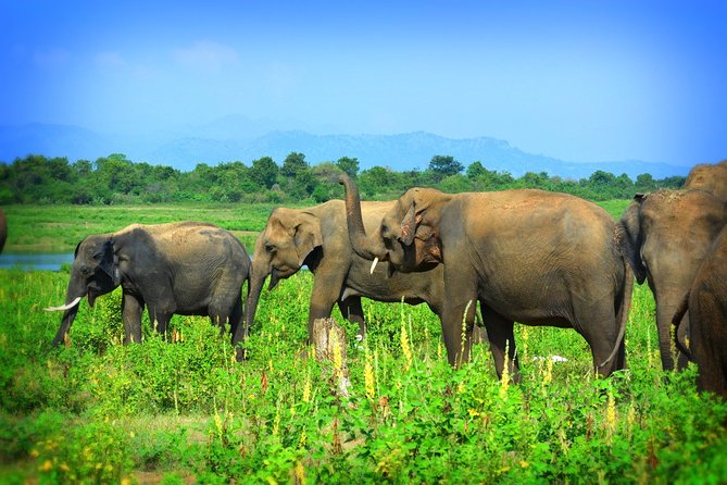 Udawalawe National Park | 4 Hours Safari Tour - Wildlife Sightings