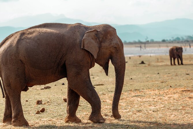 Udawalawe National Park Entrance Ticket - Jeep Safari Experience
