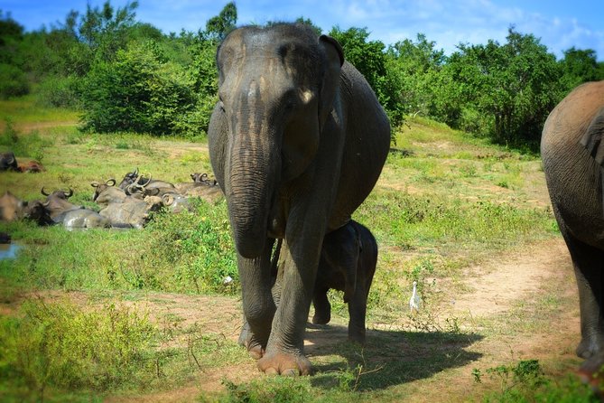 Udawalawe National Park | Full Day Safari Tour - Daily Schedule and Availability