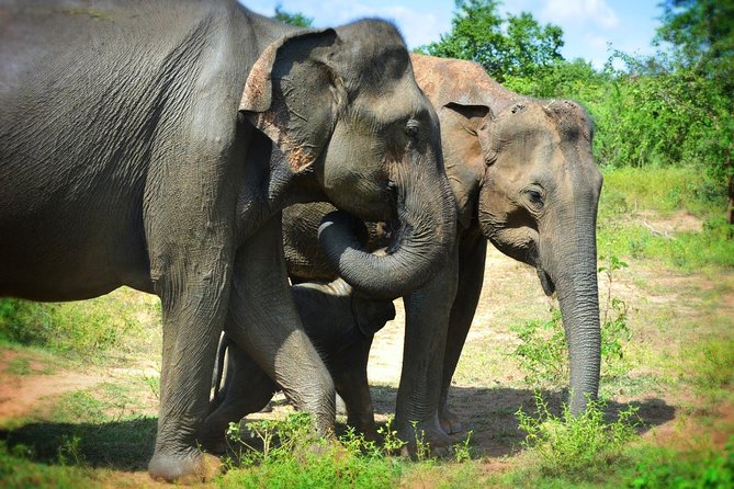 Udawalawe National Park | Half Day Safari Tour - Reviews