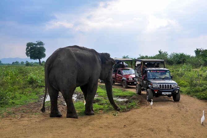 Udawalawe National Park Safari From Mirissa - Pickup Details