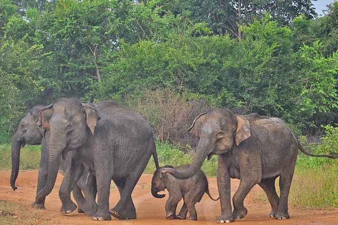 Udawalawe National Park Safari With Elephant Transit Home Visit - Inclusions of the Safari Package