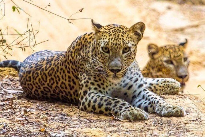 Udawalawe National Park Safari With Private Driver-Jeep and Enter Ticket - Booking and Pricing Details