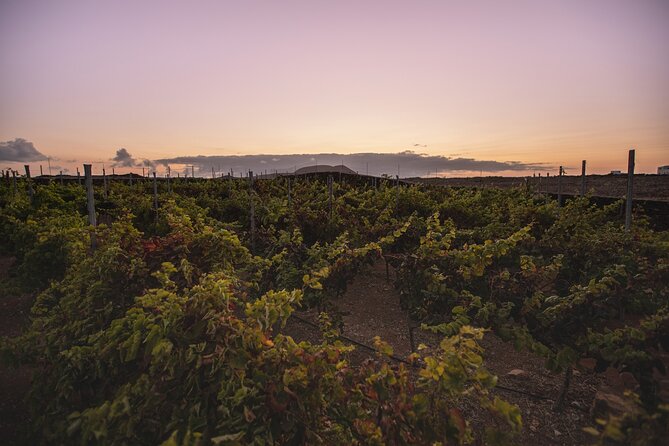 Vineyard Tour With Wine Tasting and Local Products - Wine Tasting Highlights