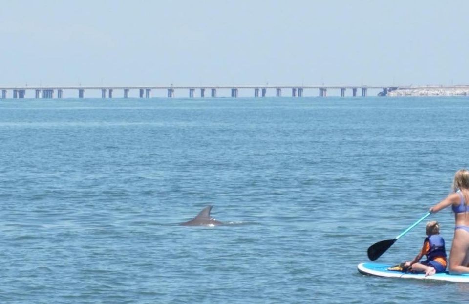 Virginia Beach: Dolphin Stand-Up Paddleboard Tour - Encounter With Dolphins