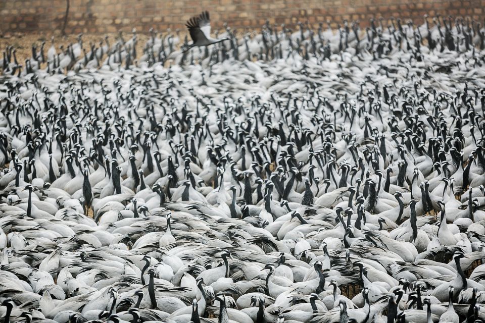 Visit Khichan and Osian With Jodhpur Drop From Jaisalmer - Visiting Khichan Bird Sanctuary