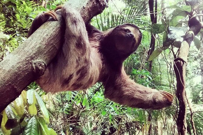 Visit the Best Spots in Tijuca Forest - Hike to Caves & Falls - Wildlife Encounters in the Forest
