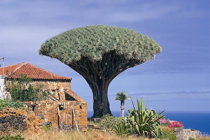 Volcano Teide - Masca Ravine. Guided Tour From Puerto De La Cruz - Tenerife - Itinerary Details