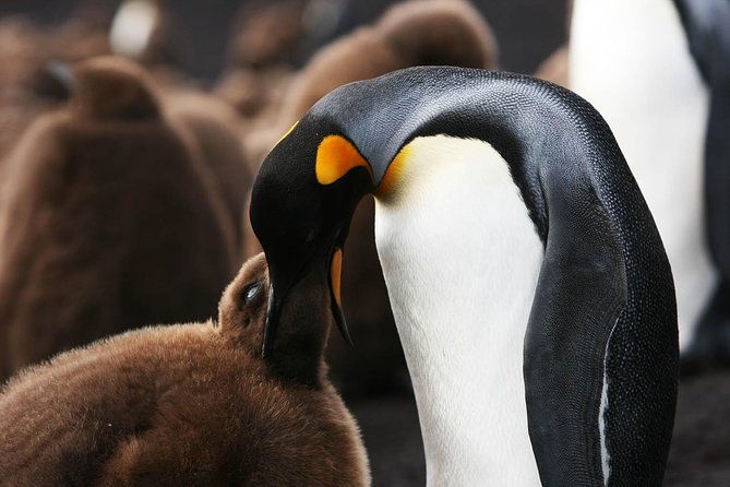 Volunteer Point in Falkland Islands - Unique Wildlife Encounter