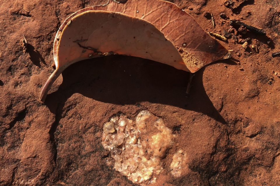 Vortex Yoga Hiking: Half-Day in Sedona - Walking Chocolate Meditation