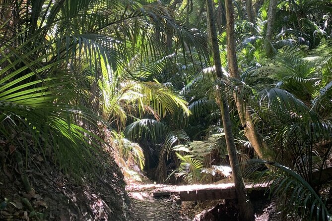 Waiheke Island Private Bush and Beach Walk - Whats Included in the Tour