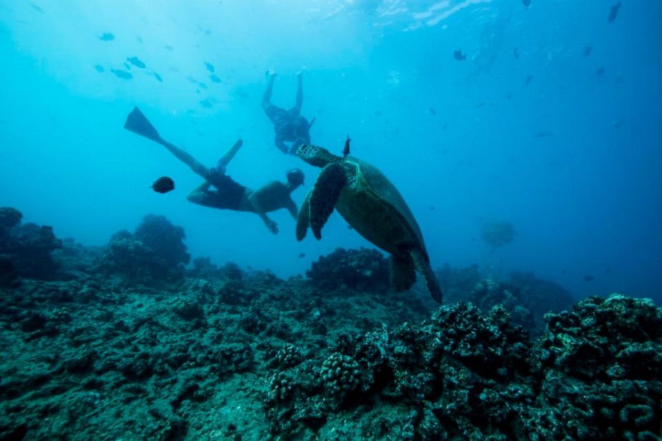 Waikiki: Snorkel Tour With Hawaiian Green Sea Turtles - Swim Among Tropical Fish