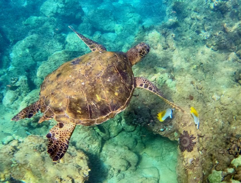 Wailea Beach: Snorkeling Tour for Non-Swimmers & Beginners - Highlights