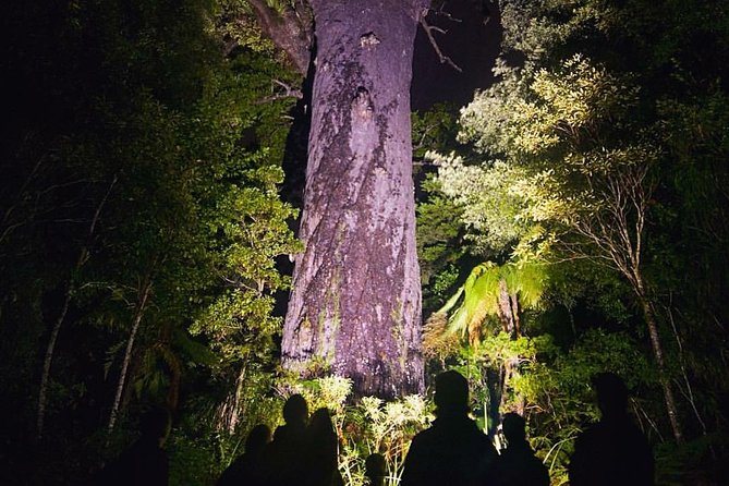Waipoua Forest: Twilight Encounter - Maori Cultural Eco Night Tour - Meeting and Pickup Details