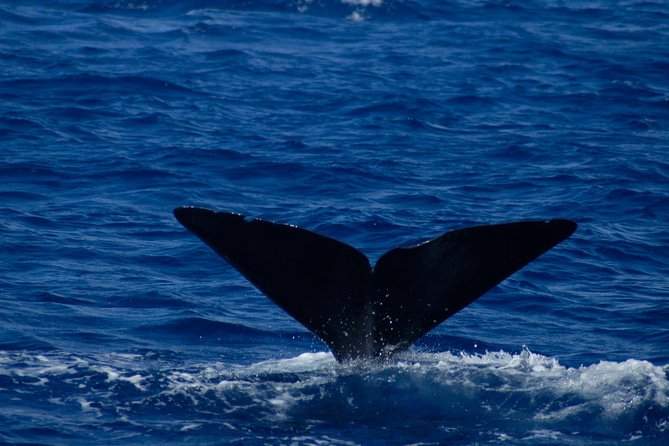 Waitukubuli Dolphin and Whale Watch in Dominica - Booking and Cancellation Policies