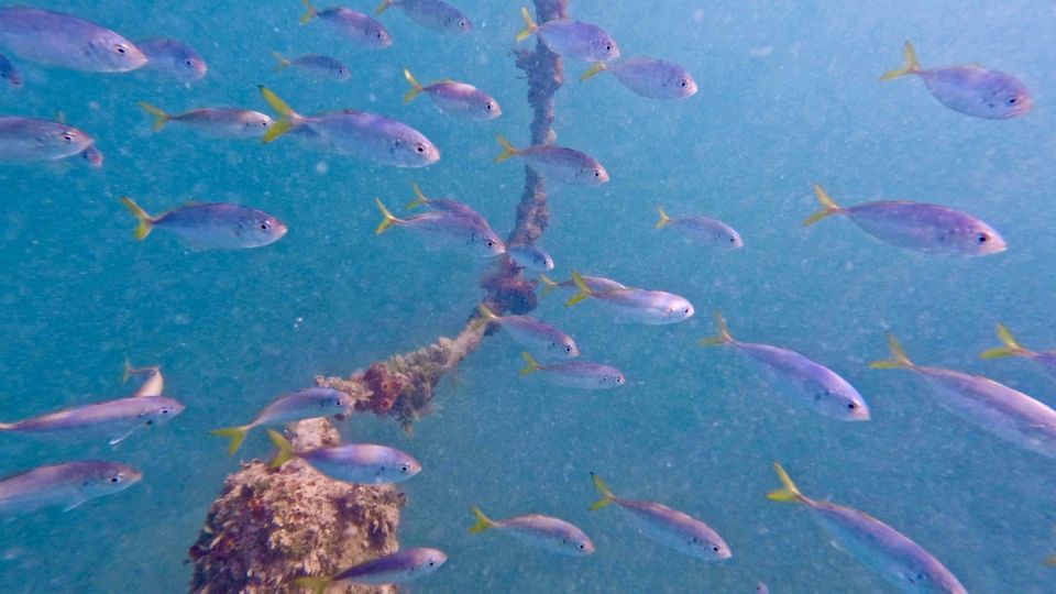 West Palm Beach: Beginner Jet Snorkel Tour With Videos - Snorkeling Fundamentals and Jet Scooters