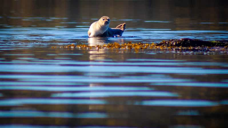 West Sweden: Paddle With Seals - Pricing and Cancellation Policy