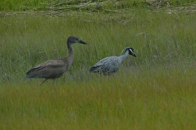 Wetlands Safari Cruise (Birding By Boat) - Accessibility Features
