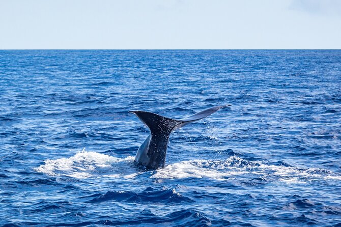 Whale and Dolphin Watching on Tercera Island - Booking Information