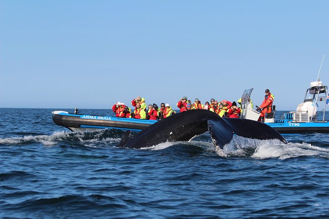 Whale Safari and Puffins RIB Boat Tour From Húsavík - Confirmation and Availability