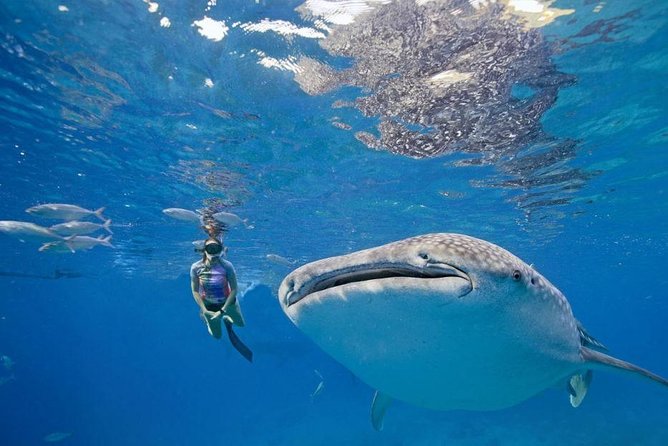 Whale Shark Snorkeling W/ Tumalog Falls & Canyoneering in Kawasan - Transportation and Logistics