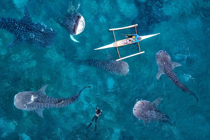 Whale Shark Watching & Tumalog Falls & Kawasan Falls - Transportation Information
