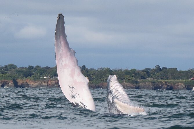 Whale Watching 3 Days in Bahia Malaga, Valle Del Cauca Colombia - Cancellation and Refund Policy