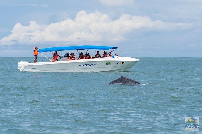 Whale Watching at the Marino Ballena National Park - Health and Safety Guidelines