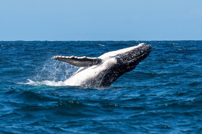 Whale Watching Boat Trip in Sydney - Accessibility and Restrictions