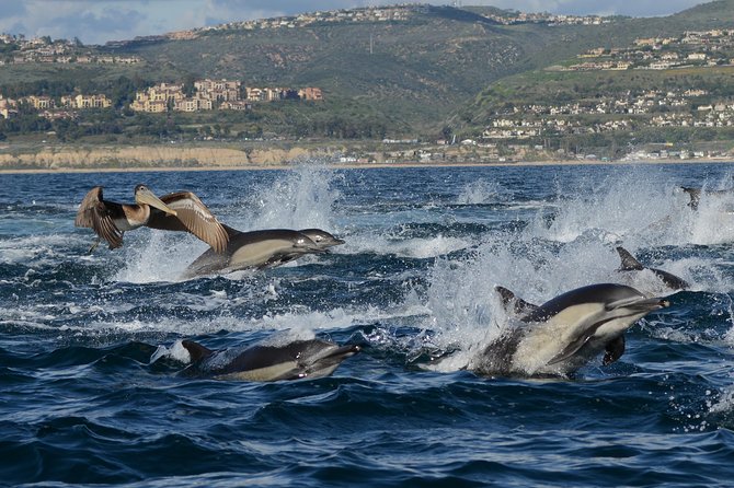 Whale-Watching Cruise From Newport Beach - Customer Experiences and Reviews