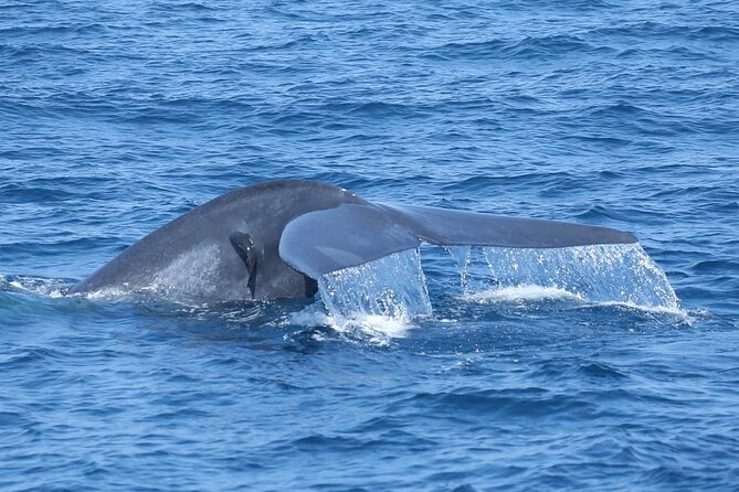 Whale Watching Mirissa With (Wwc) - Cancellation Policy