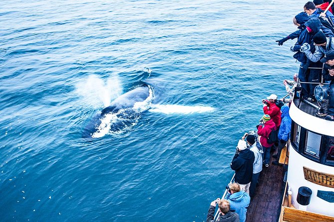 Whale Watching on Board a Traditional Oak Boat From Árkógssandur - Meeting Details