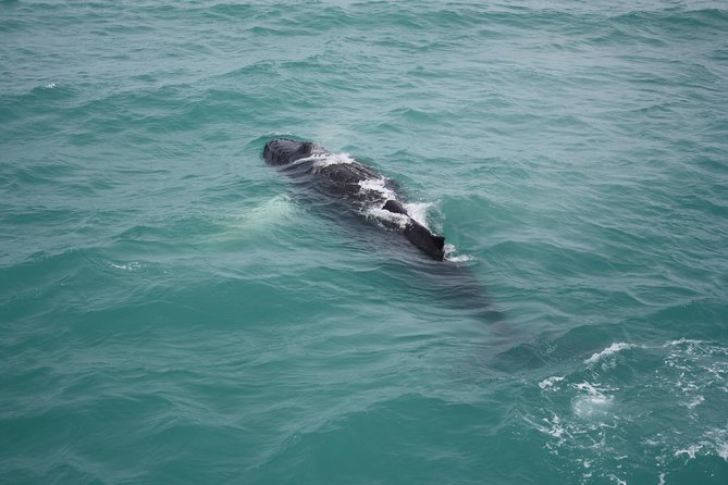 Whale Watching Tour With Professional Guide From Reykjavik - Additional Information