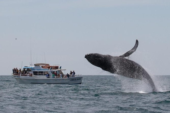 Whale Watching Tour - Customer Feedback