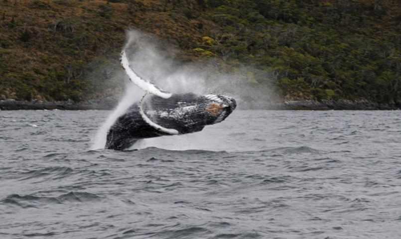 Whales, Penguins & Glaciers Navigation From Punta Arenas - Customer Experiences