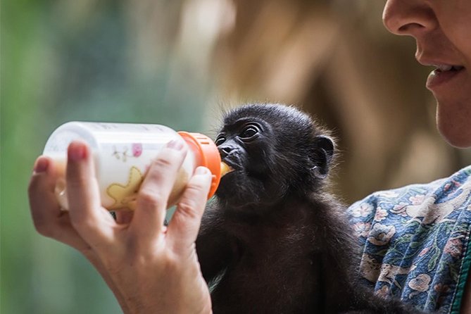 Wildlife Rescue Center and Punta Uva Beach & Jungle Hike - Tour Logistics and Pricing