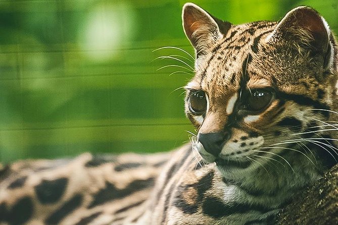 Wildlife Rescue Center Tour in Costa Rica - Tips for Your Visit